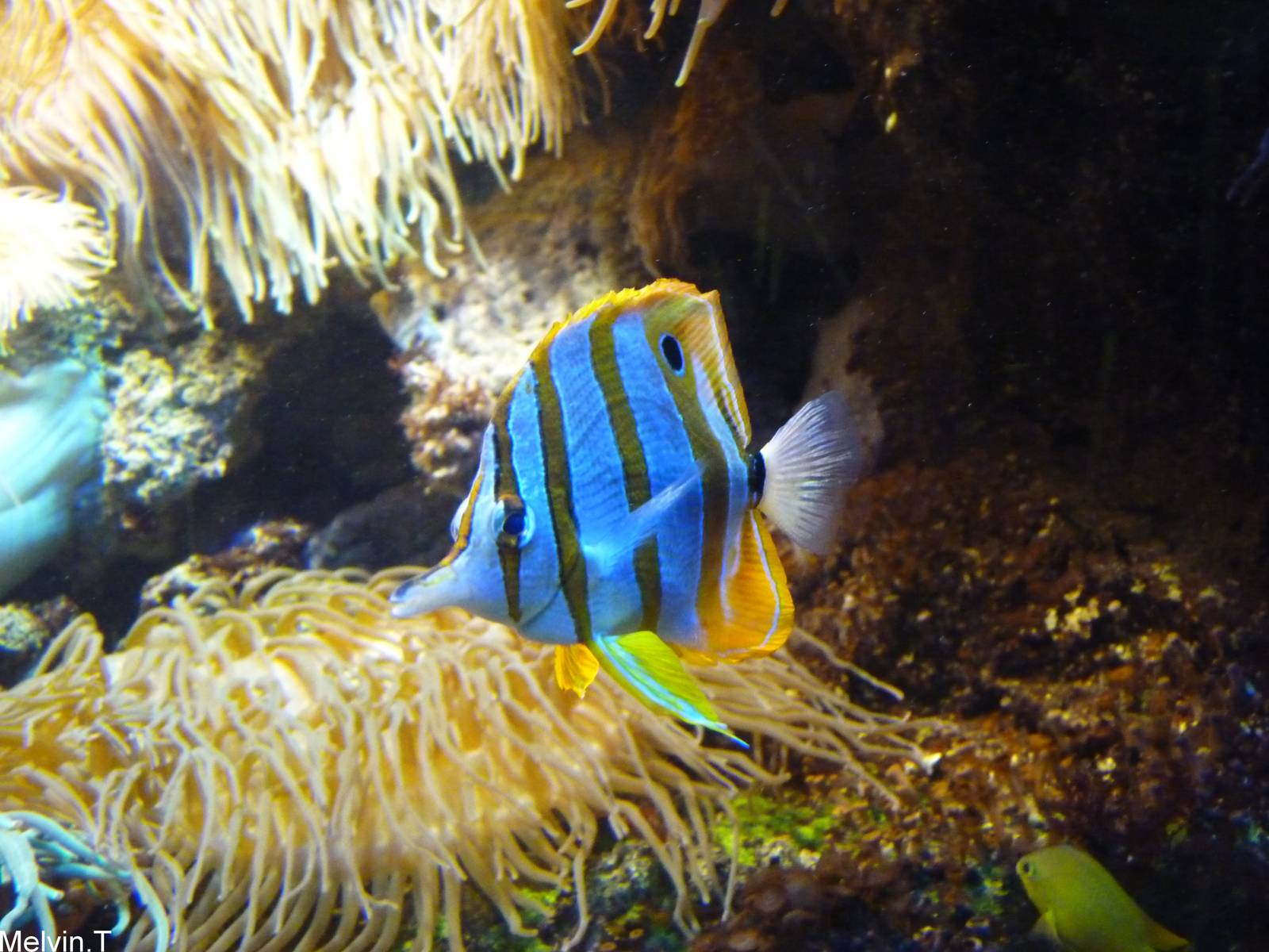 Chelmon ? bec m?diocre / Copperband butterflyfish (Chelmon Rostratus)