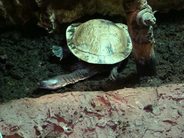 Chelodina mccordi