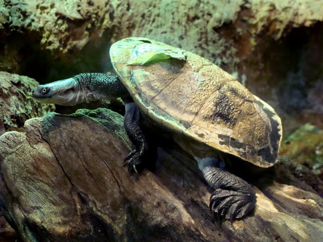 Chelodina mccordi