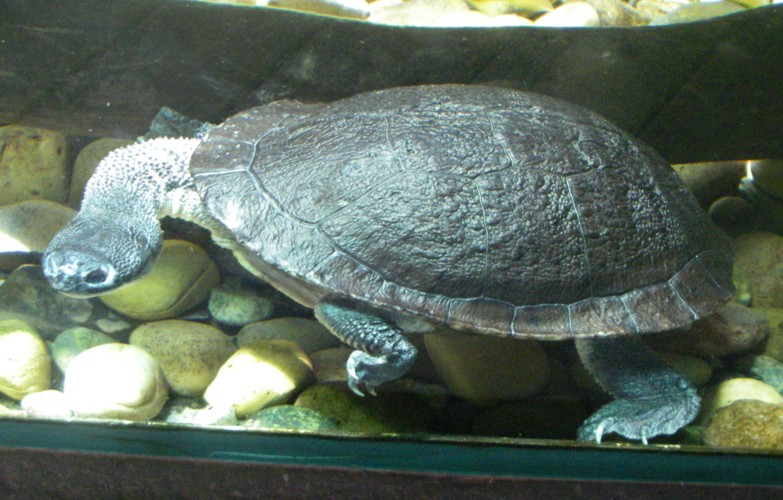 Chelodina mccordi