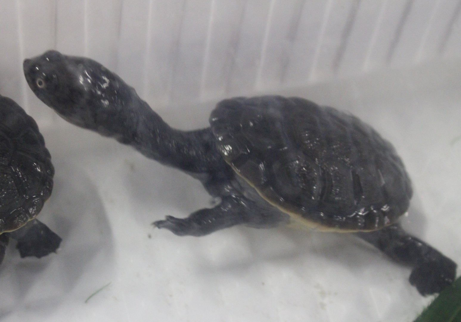 Chelodina rugosa - juvenile