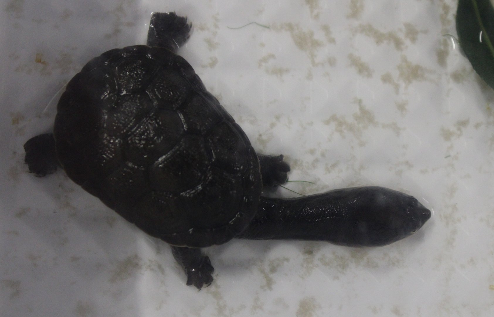 Chelodina rugosa - juvenile