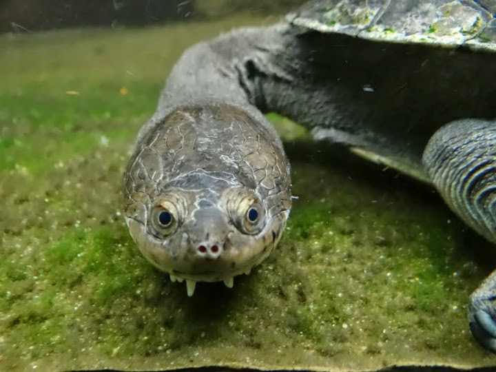 Chelodina siebenrocki