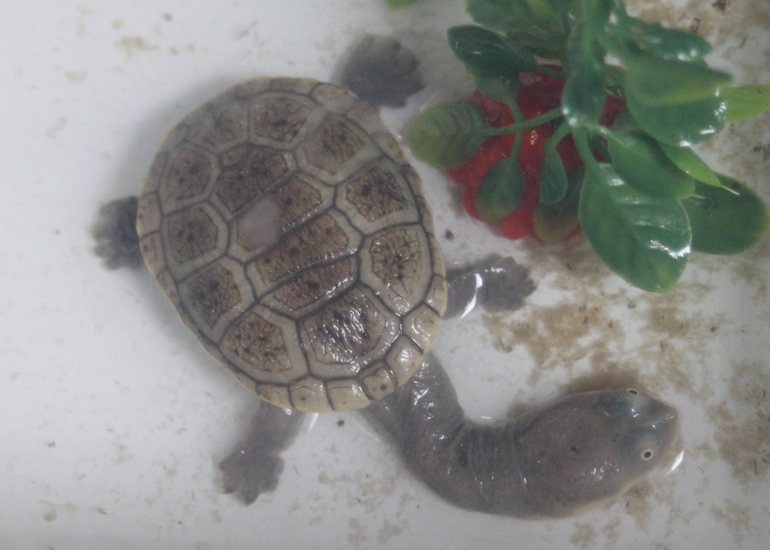 Chelodina siebenrocki