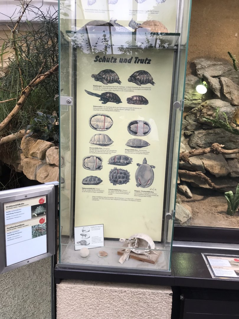 Chelonian display including skeleton 280118