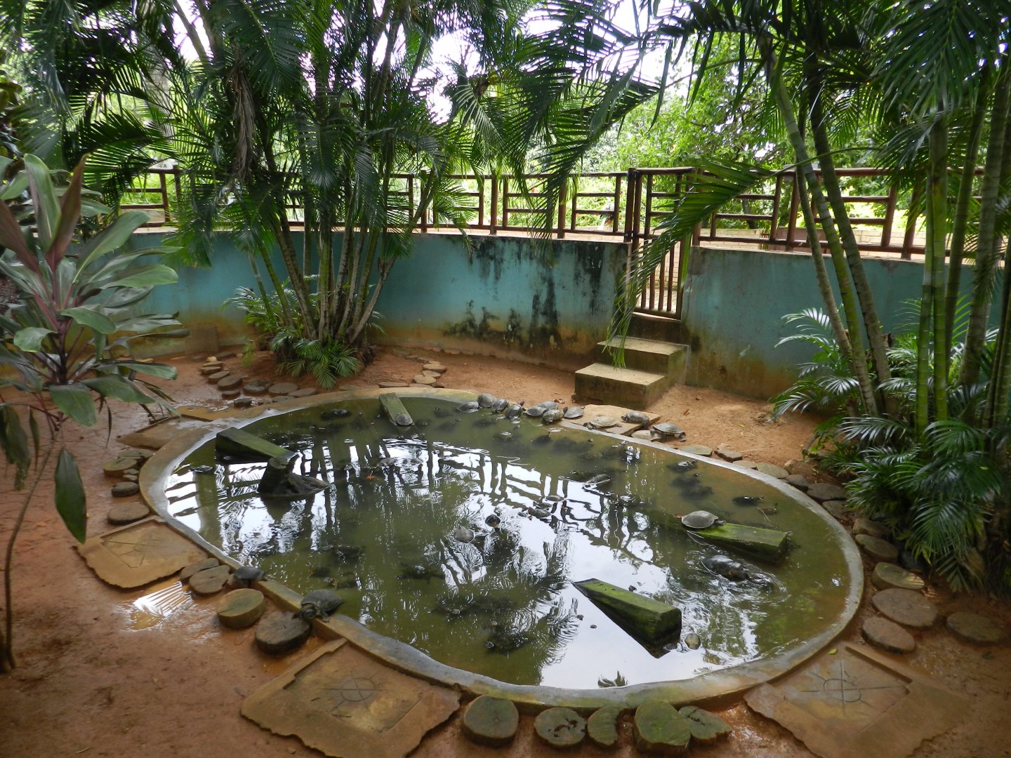 Chelonians exhibit  - Salvador zoo (PZGV)