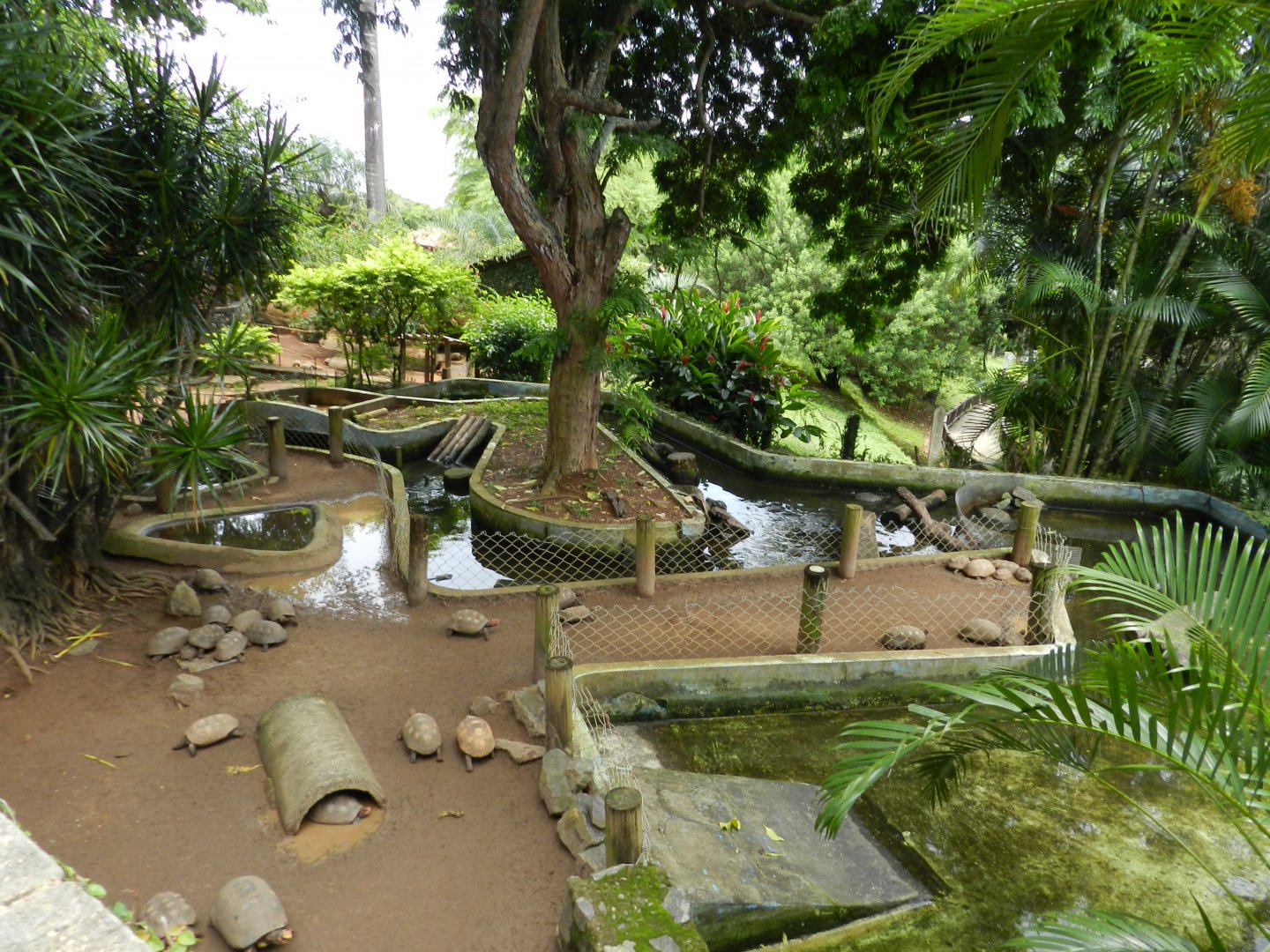 Chelonians exhibit - Salvador zoo (PZGV)