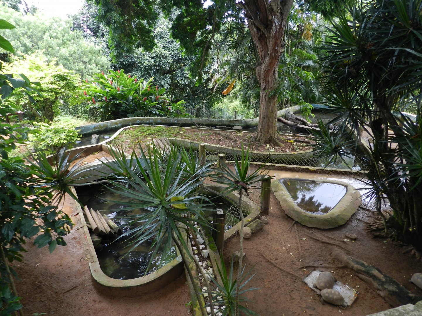 Chelonians exhibit - Salvador zoo (PZGV)