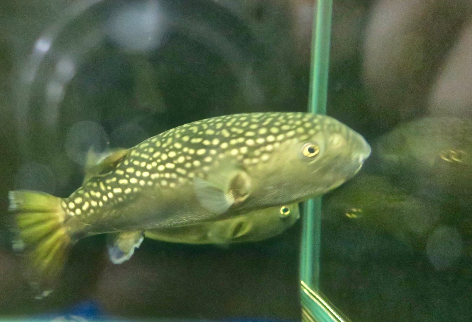 Chelonodontops bengalensis