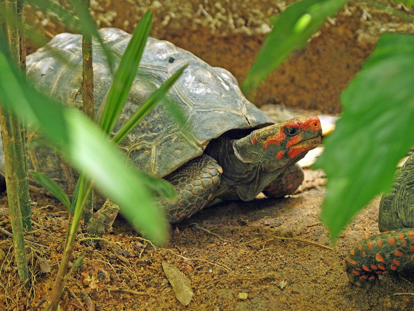 Chelonoidis carbonaria
