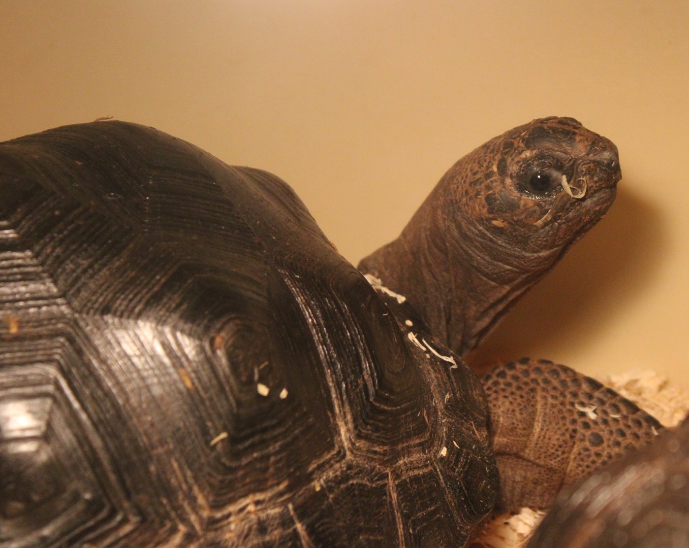 Chelonoidis gigantea