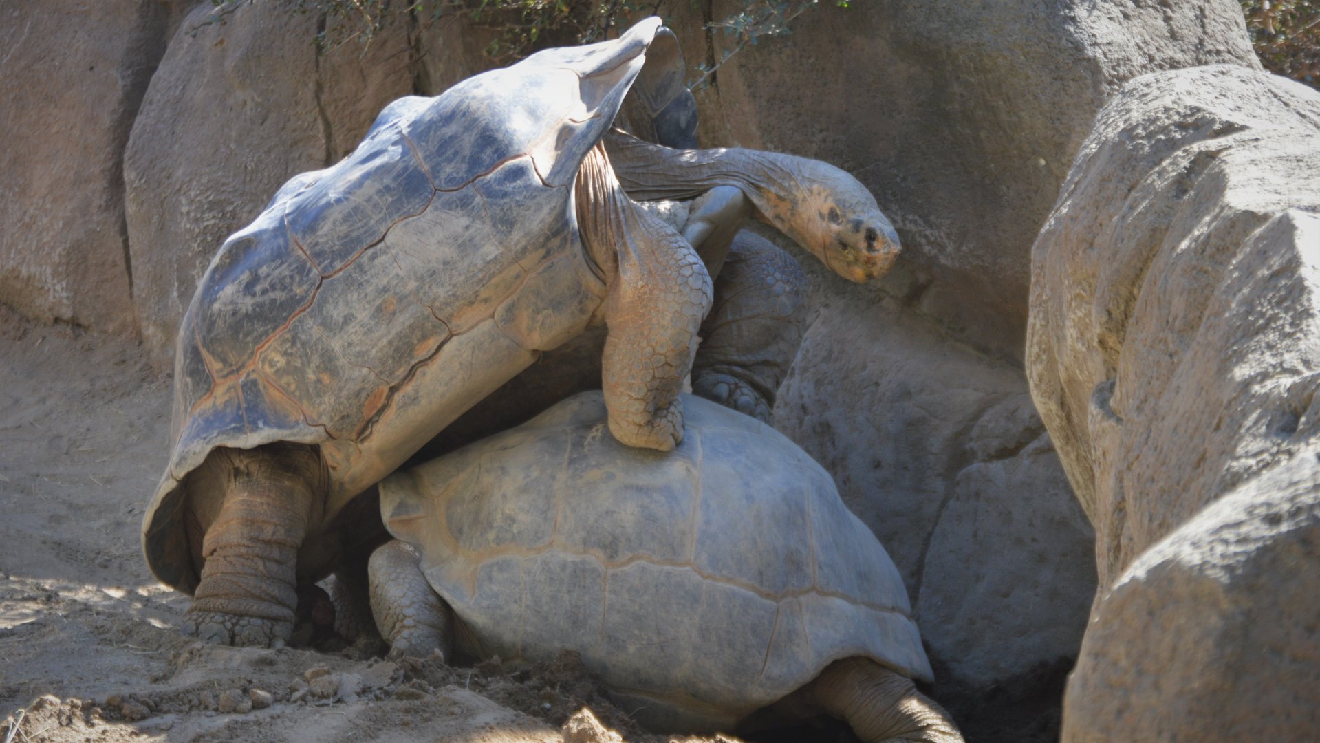 Chelonoidis guentheri backwards mating attempt