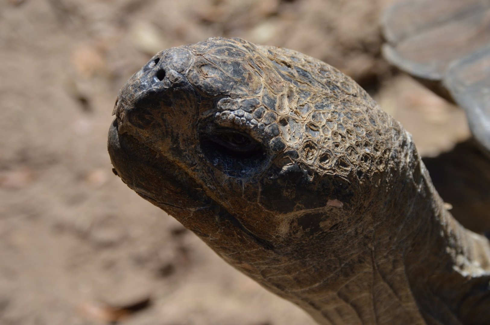 Chelonoidis microphyes