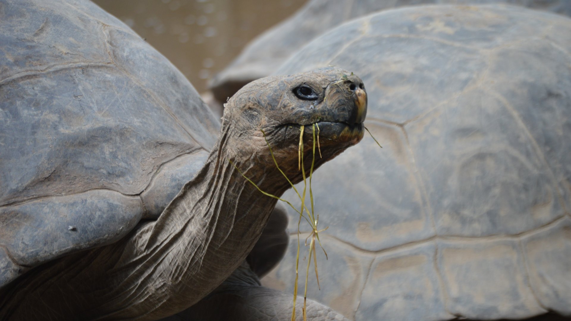 Chelonoidis niger (of unspecified subspecies)