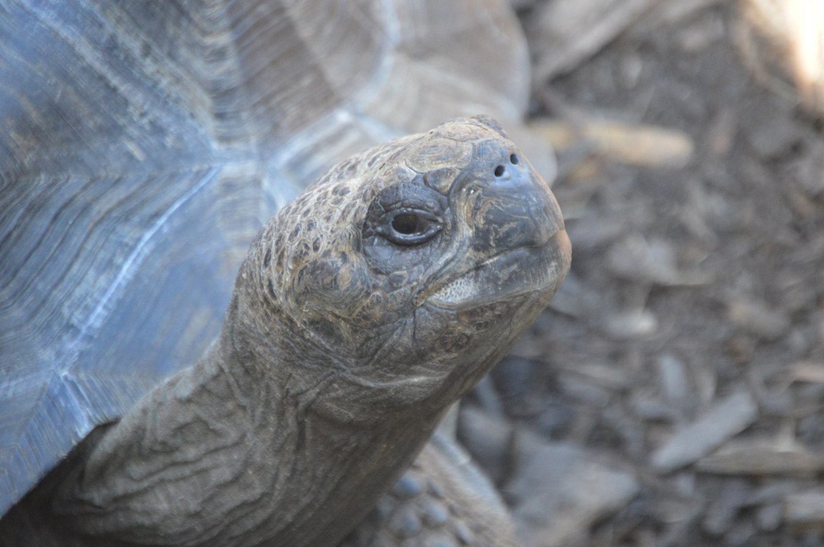 Chelonoidis nigra vicina