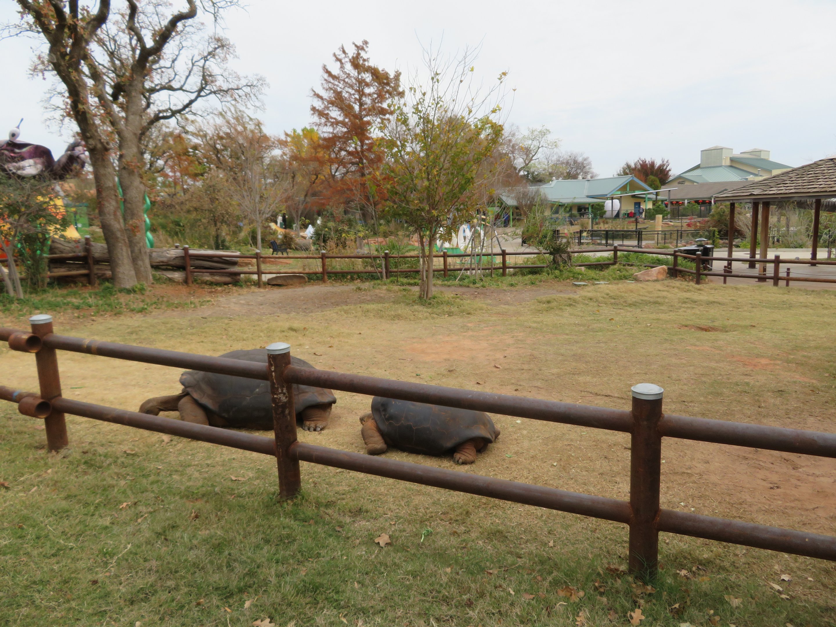 Chelonoidis vandenburghi