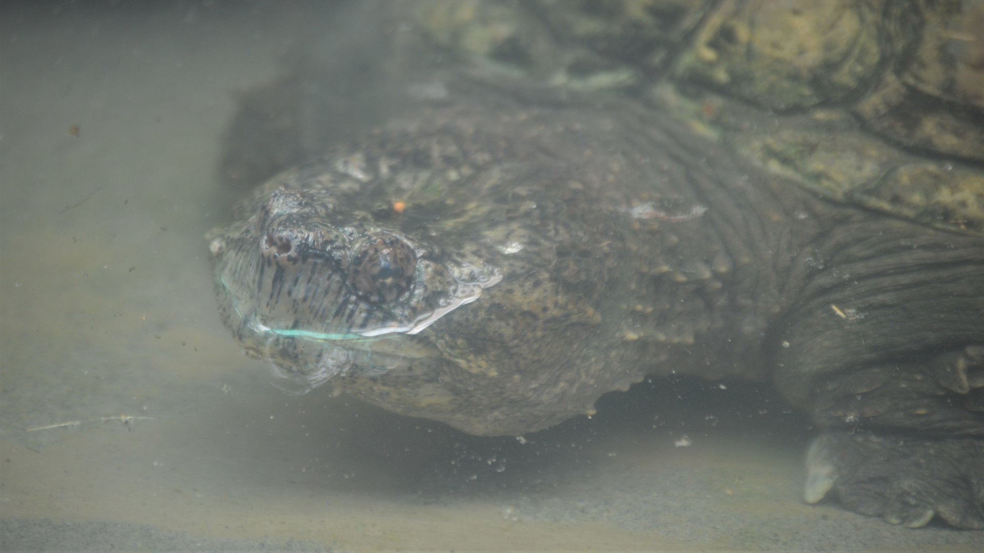 Chelydra acutirostris