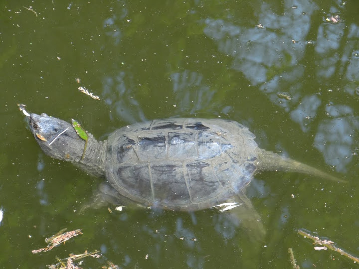 Chelydra serpentina - in the pond by the paddock of the tiger