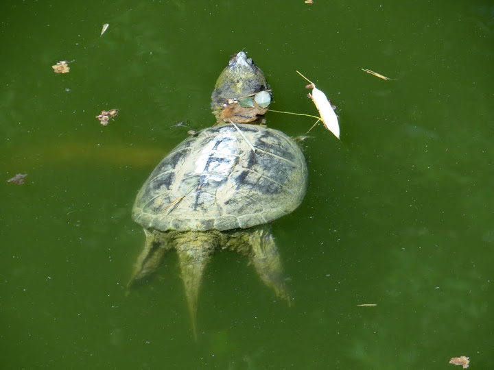 Chelydra serpentina