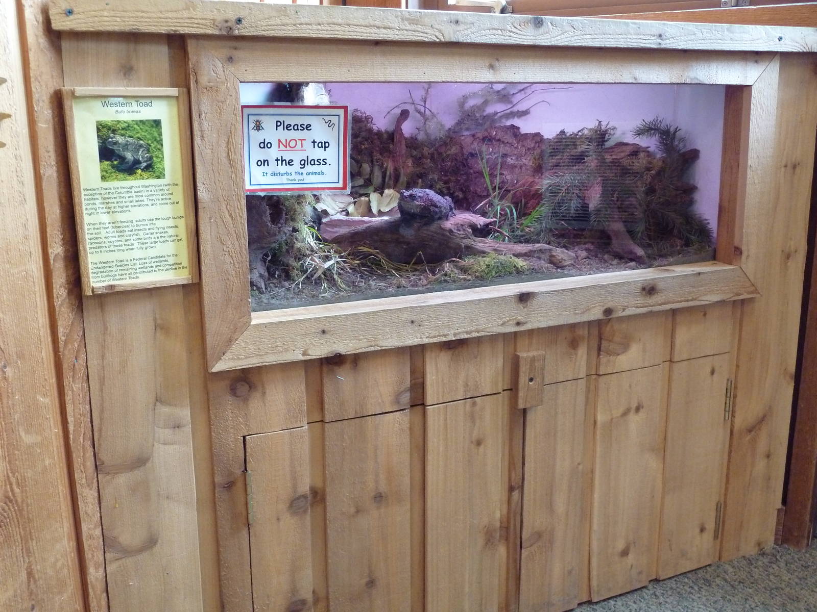 Cheney Family Discovery Center - Western Toad Exhibit