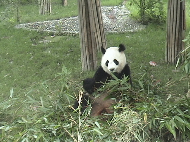 Chengdu Giant Panda