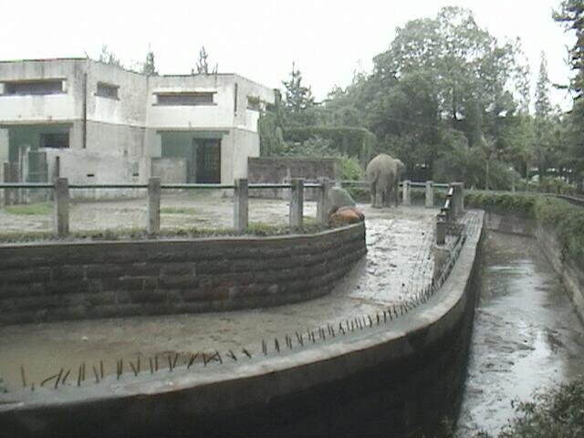 Chengdu Zoo 2006