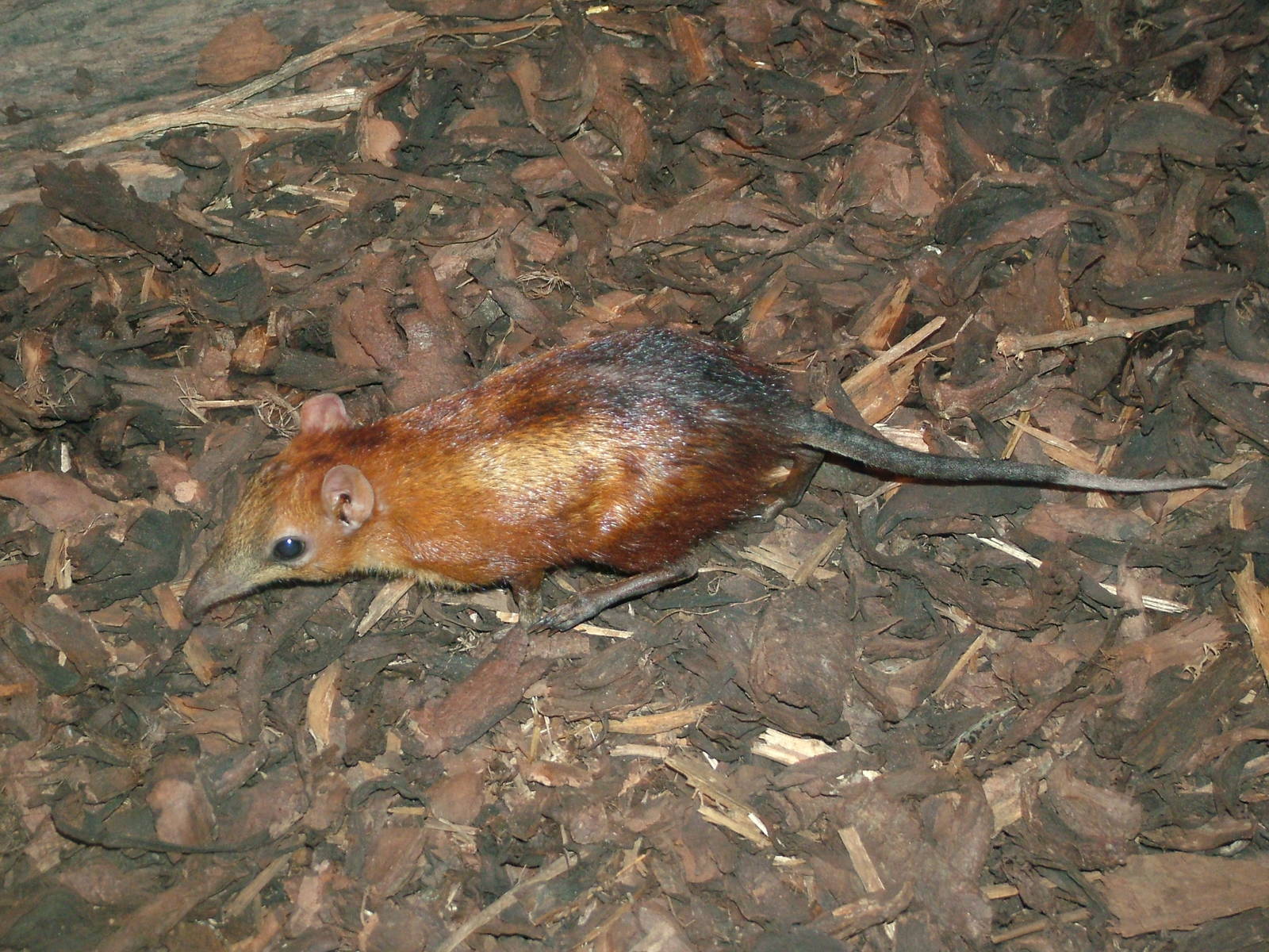 Chequered Elephant Shrew at Prague, 24/05/10