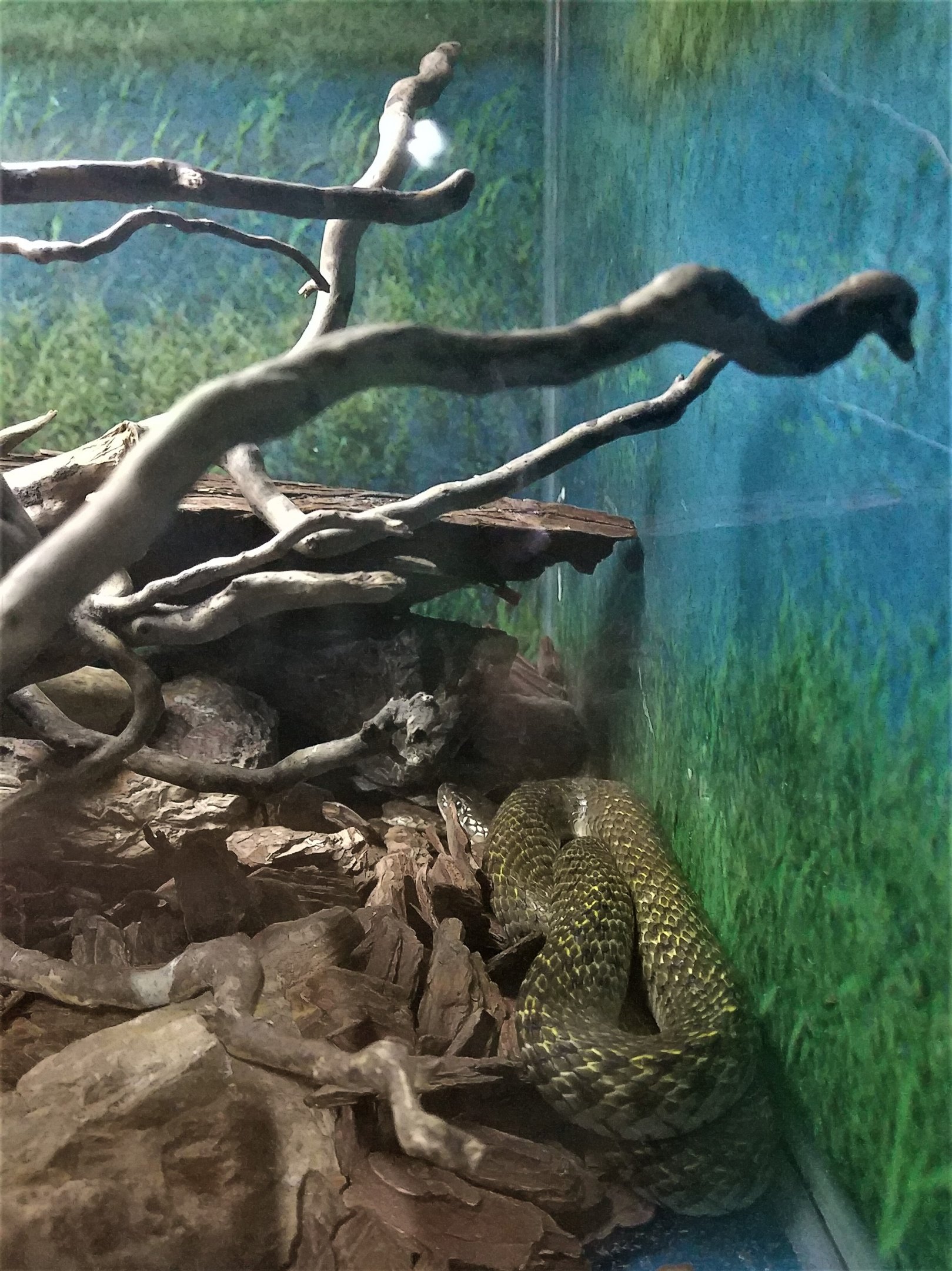 Chequered Keelback