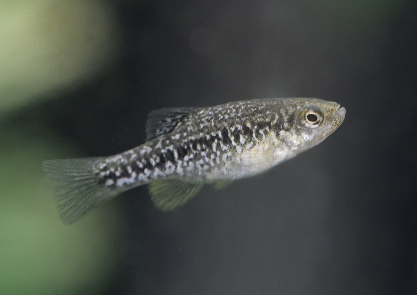 Chequered pupfish