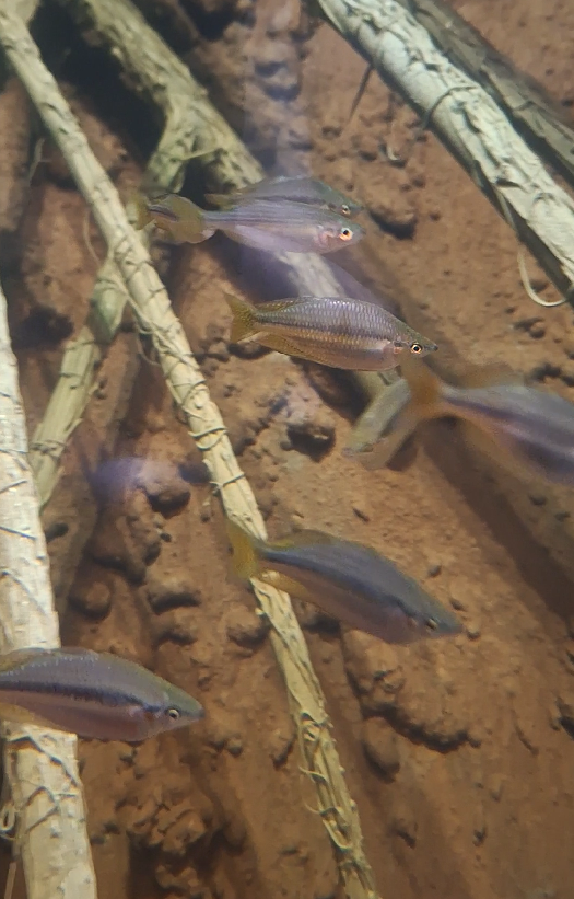 Chequered Rainbowfish? (Melanotaenia splendida inornata?) - Cairns Koalas and Creatures