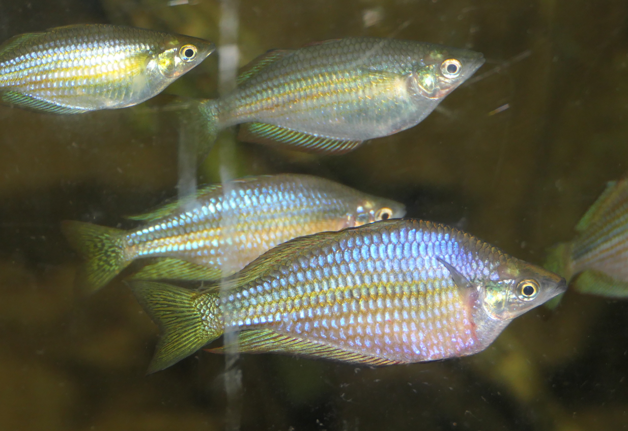Chequered Rainbowfish (Melanotaenia splendida inornata) - Cairns Koalas and Creatures