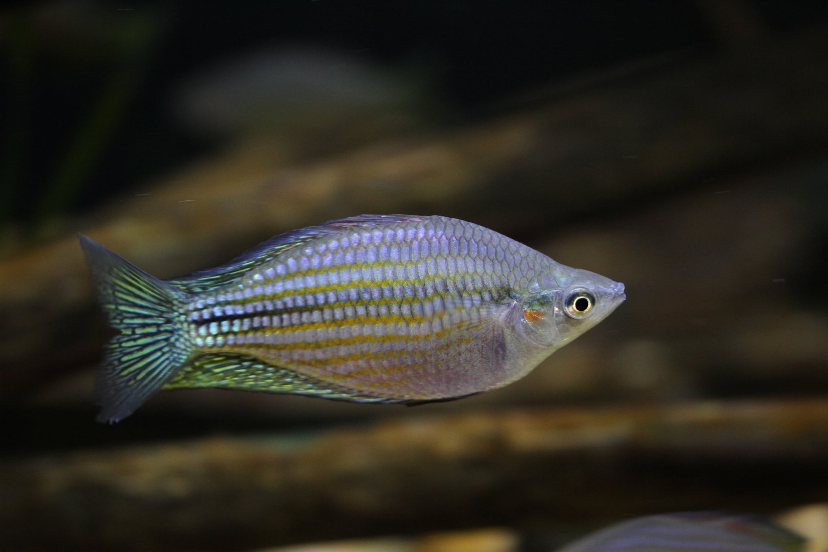 Chequered rainbowfish (Melanotaenia splendida inornata)