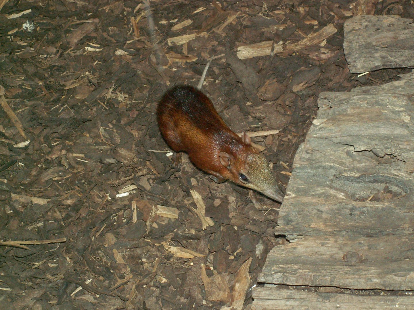 Chequered sengi - November 2010