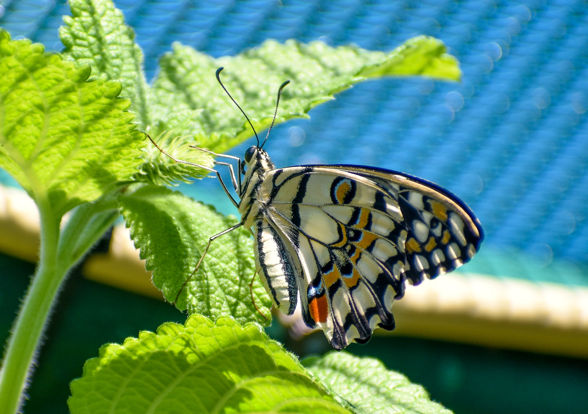 Chequered Swallowtail, Papilio demoleus