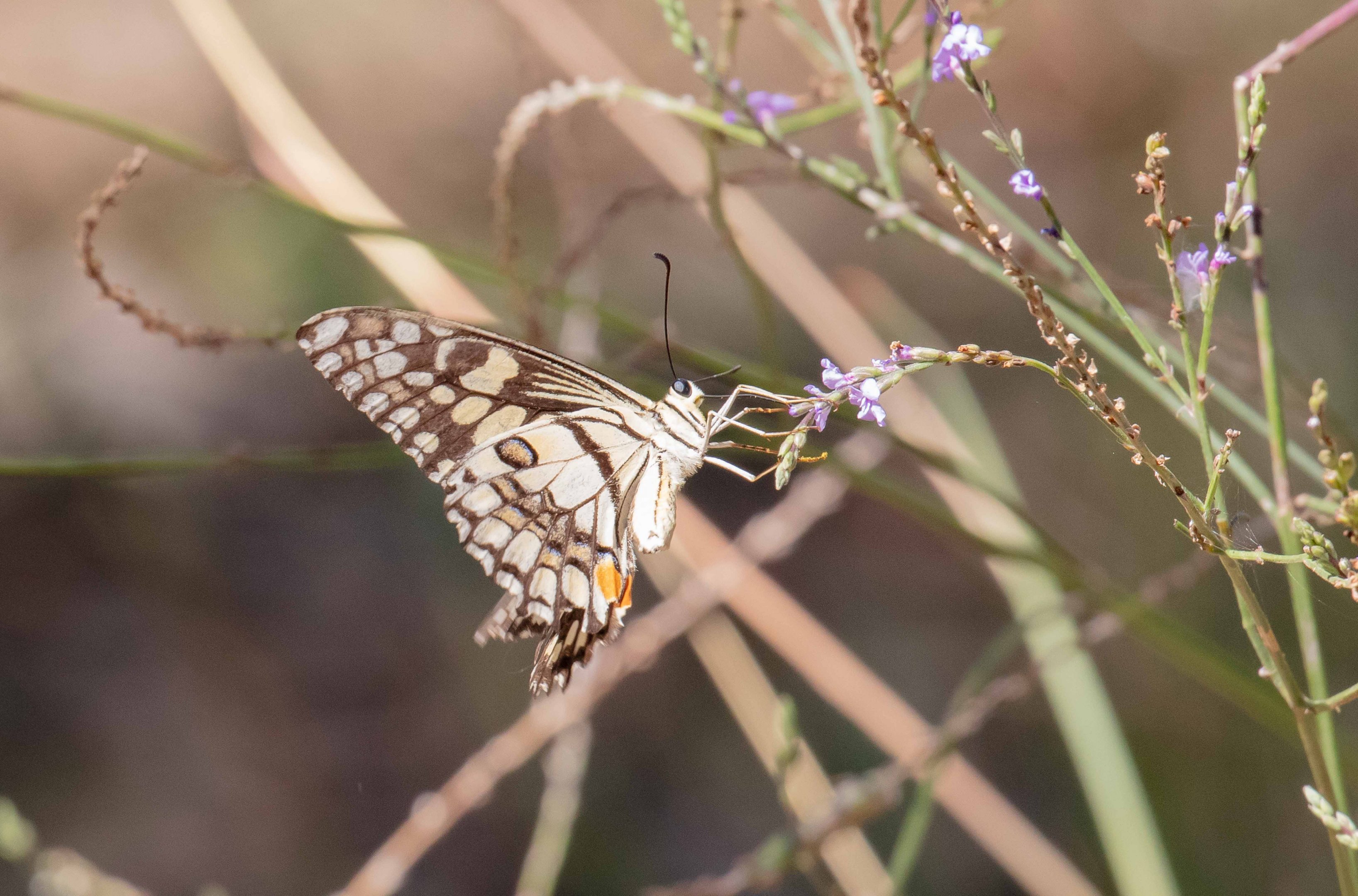 Chequered Swallowtail