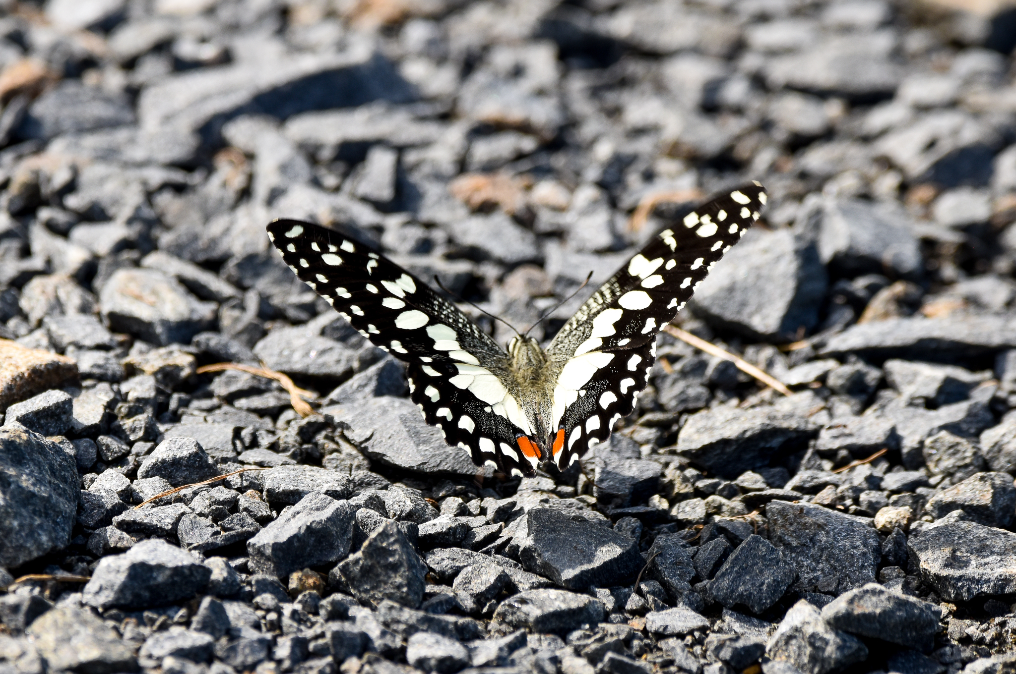 Chequered Swallowtail