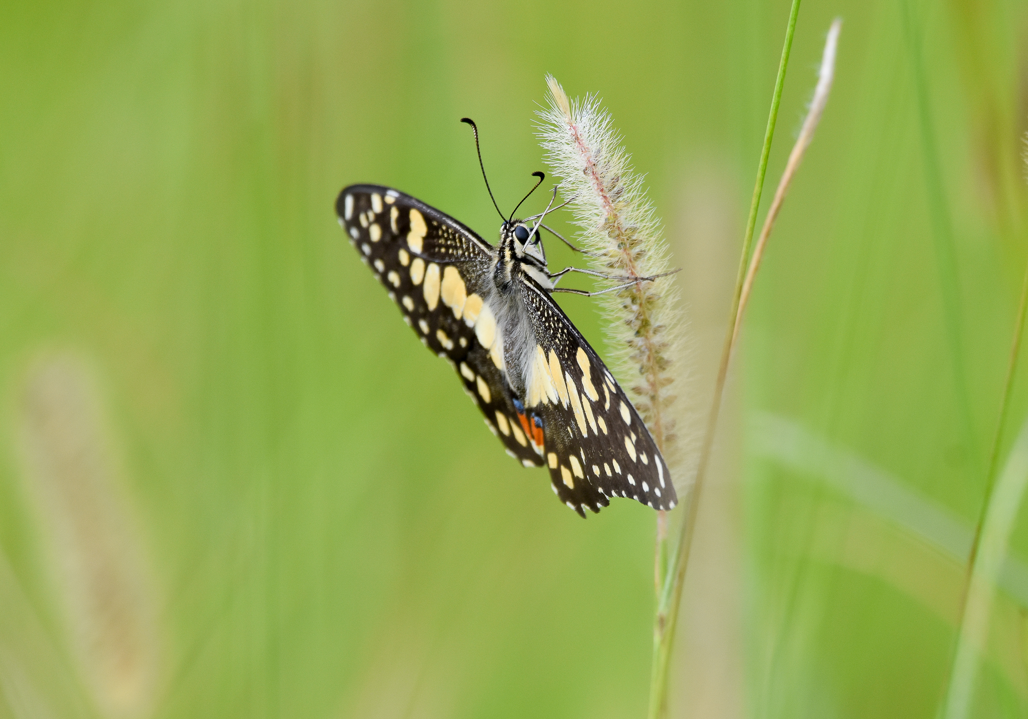Chequered Swallowtail