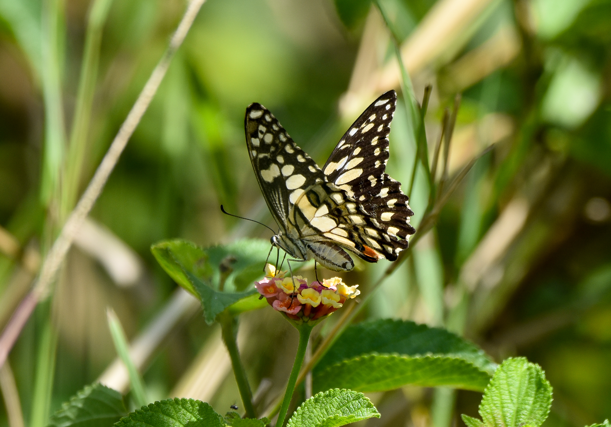 Chequered Swallowtail