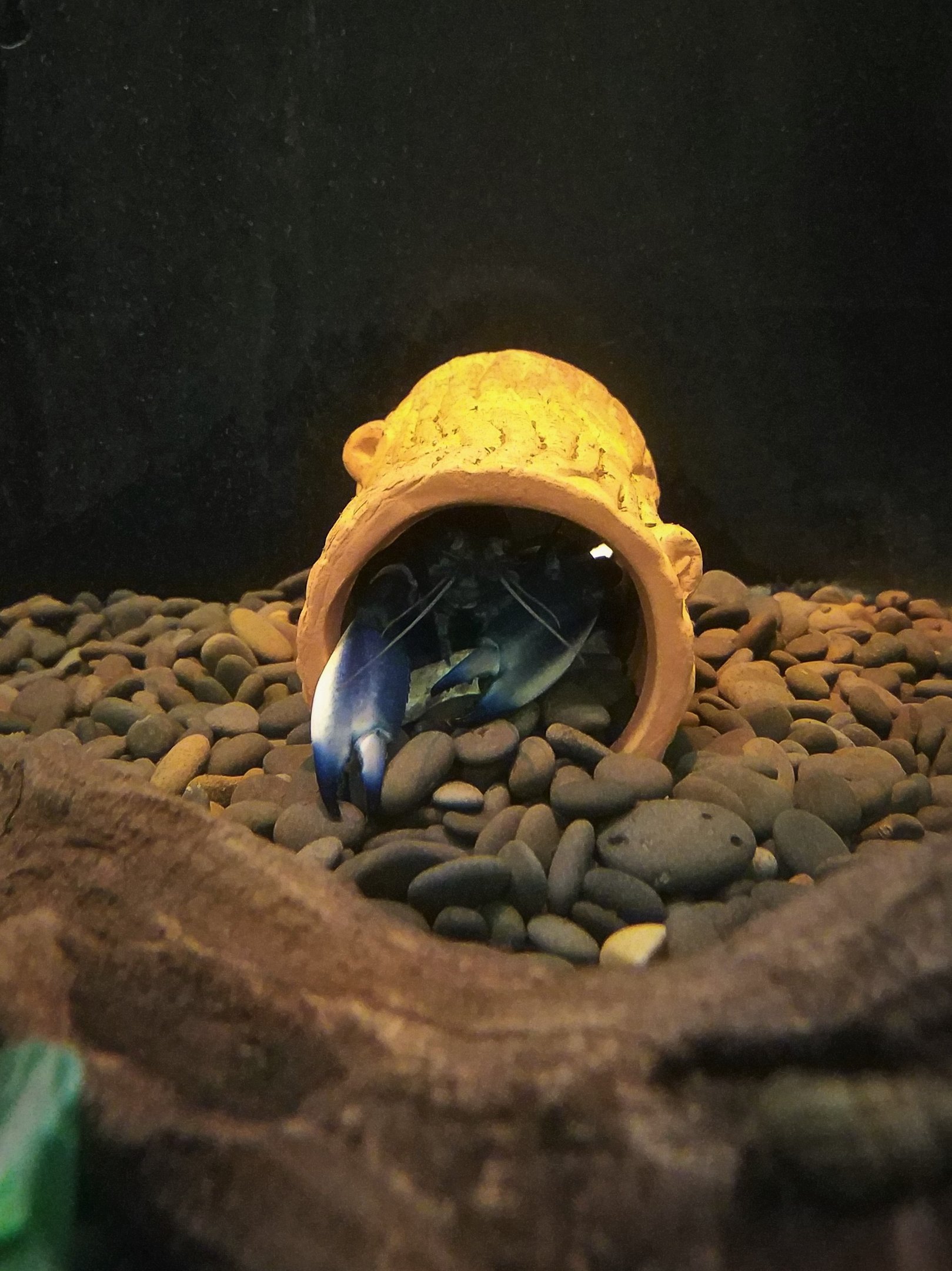 Cherax boesemani