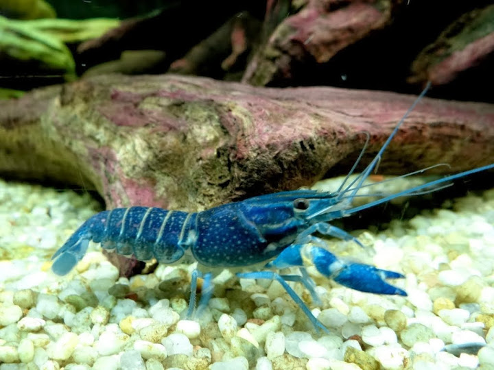 Cherax quadricarinatus