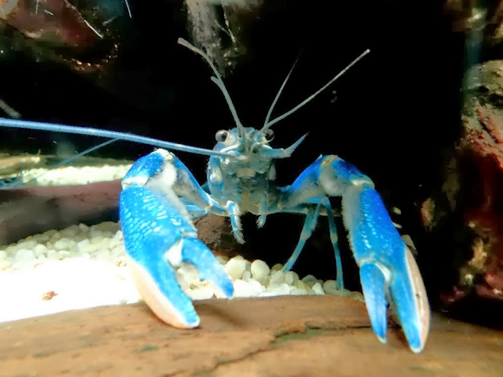 Cherax quadricarinatus