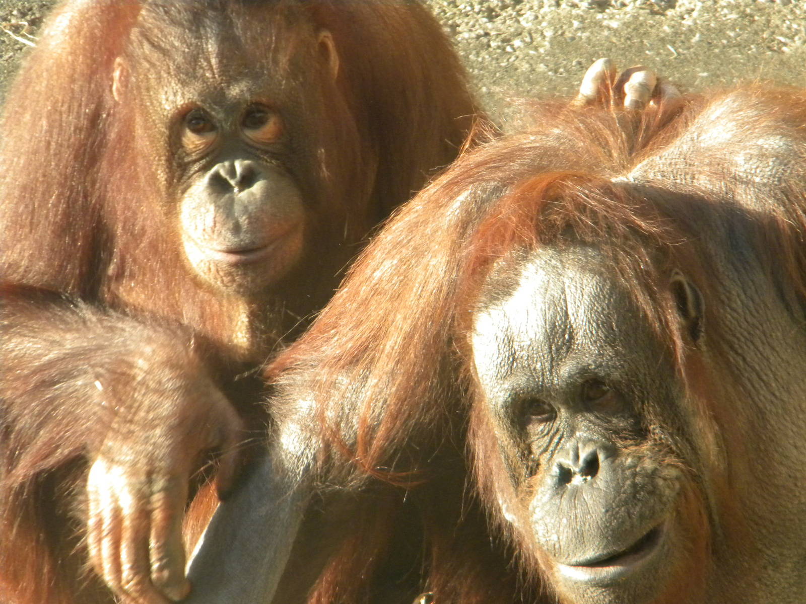 Cherie and Victoria the Bornean Orangutan's.