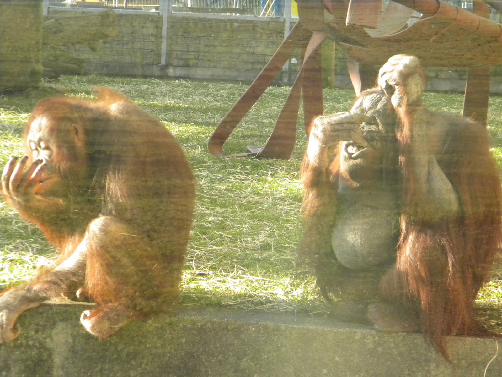 Cherie and Victoria the Bornean Orangutan's.