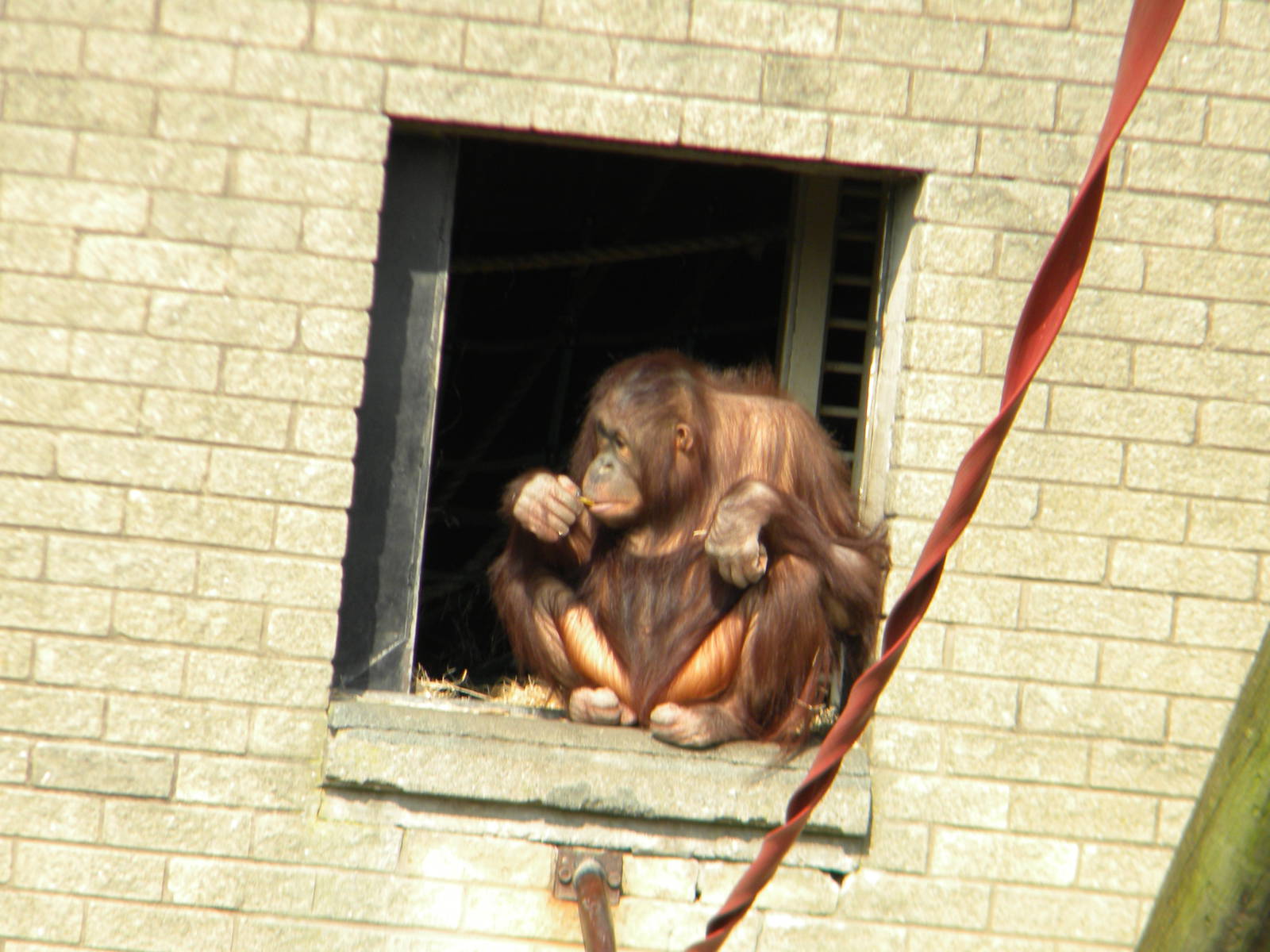 Cherie the Bornean Orangutan at Blackpool Zoo 27th March 2011