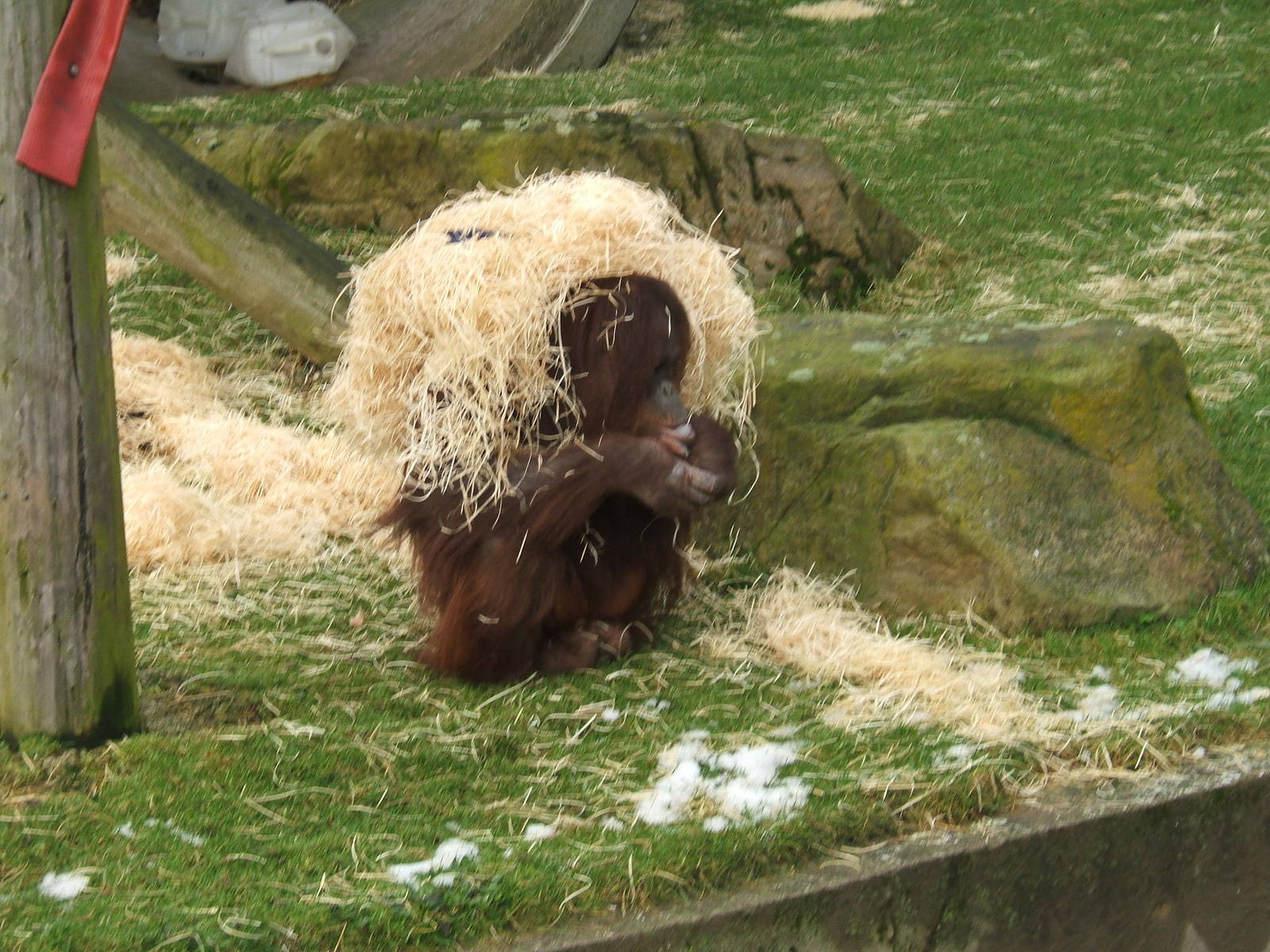 Cherie the Bornean orangutan at Blackpool Zoo, 29 December 2009