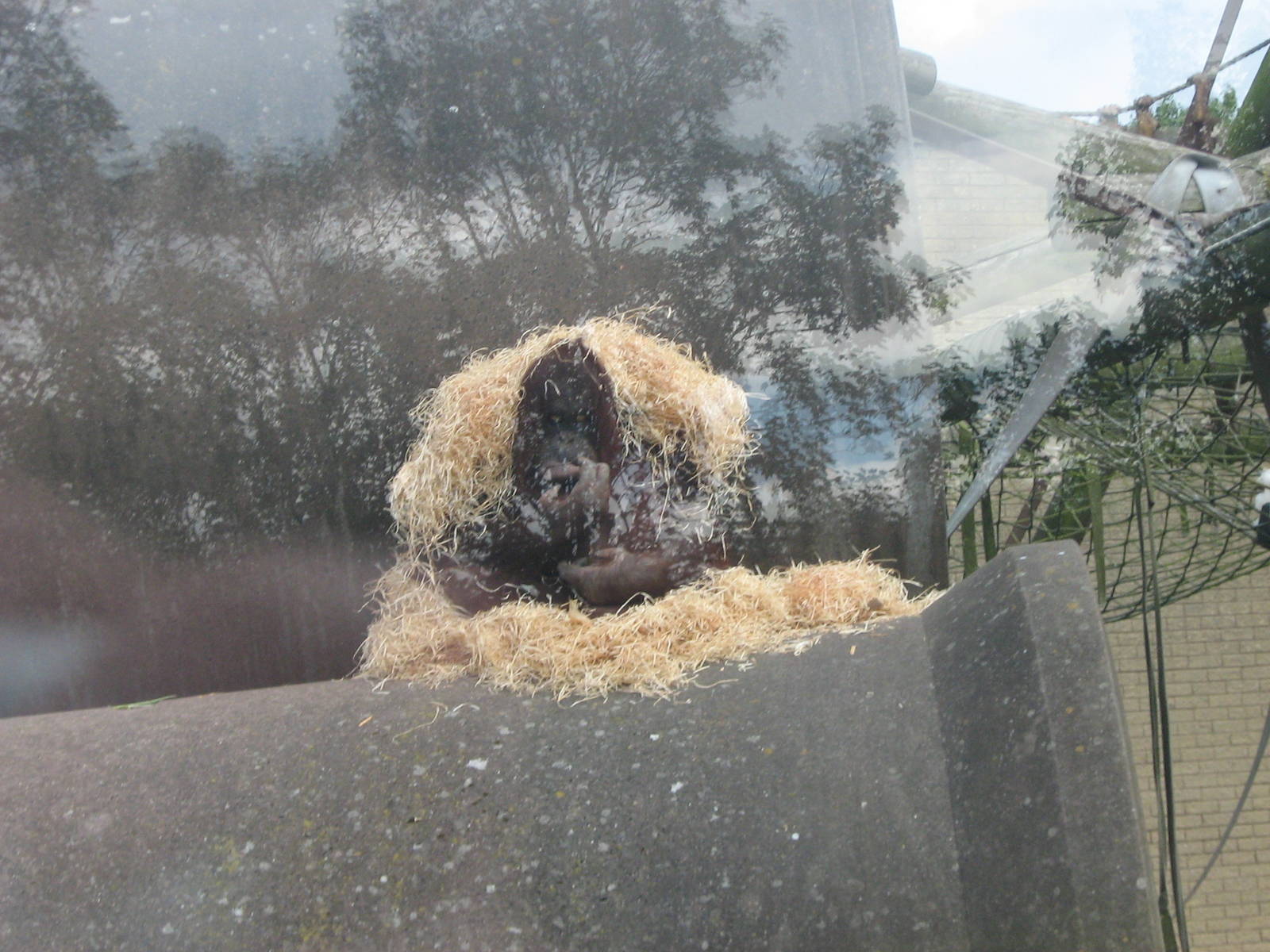 Cherie The Female Bornean Orangutan