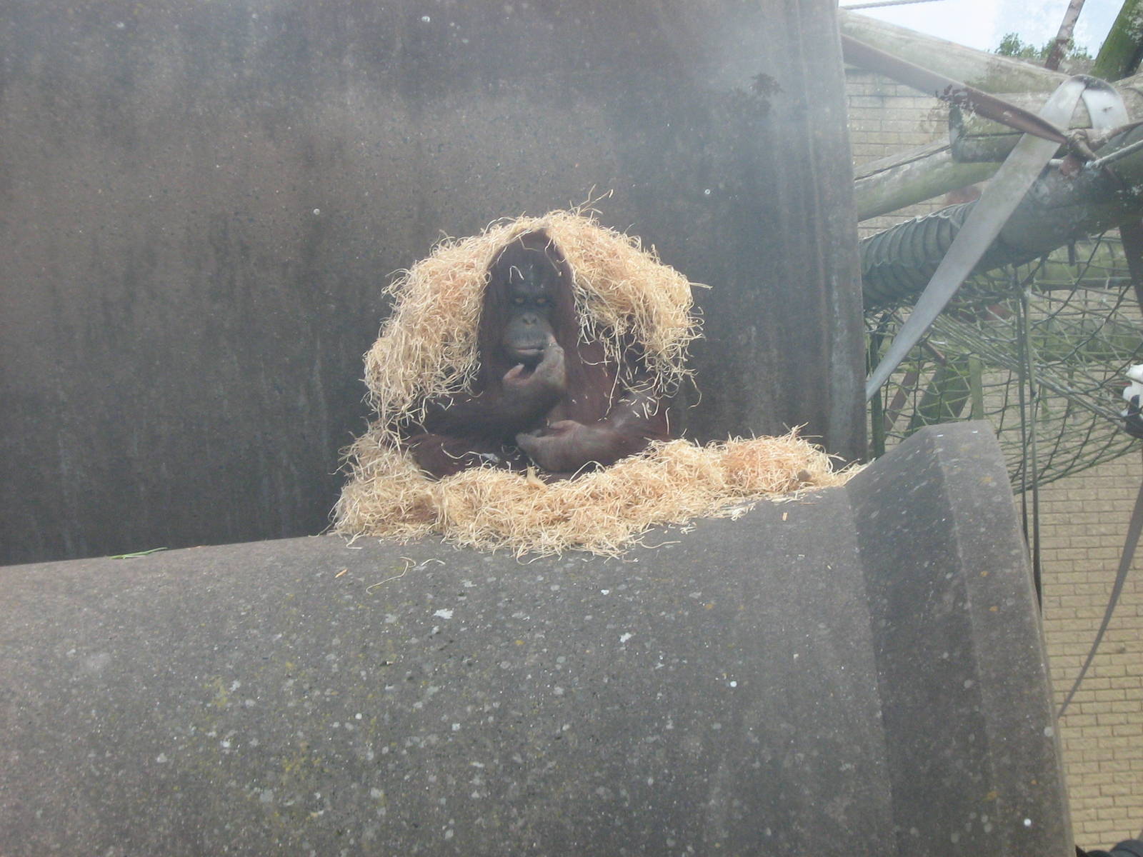 Cherie The Female Bornean Orangutan