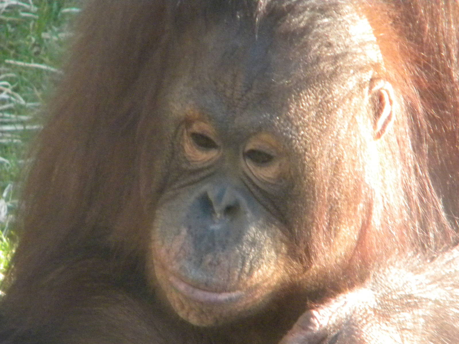 Cherie the Female Bornean Orangutan.