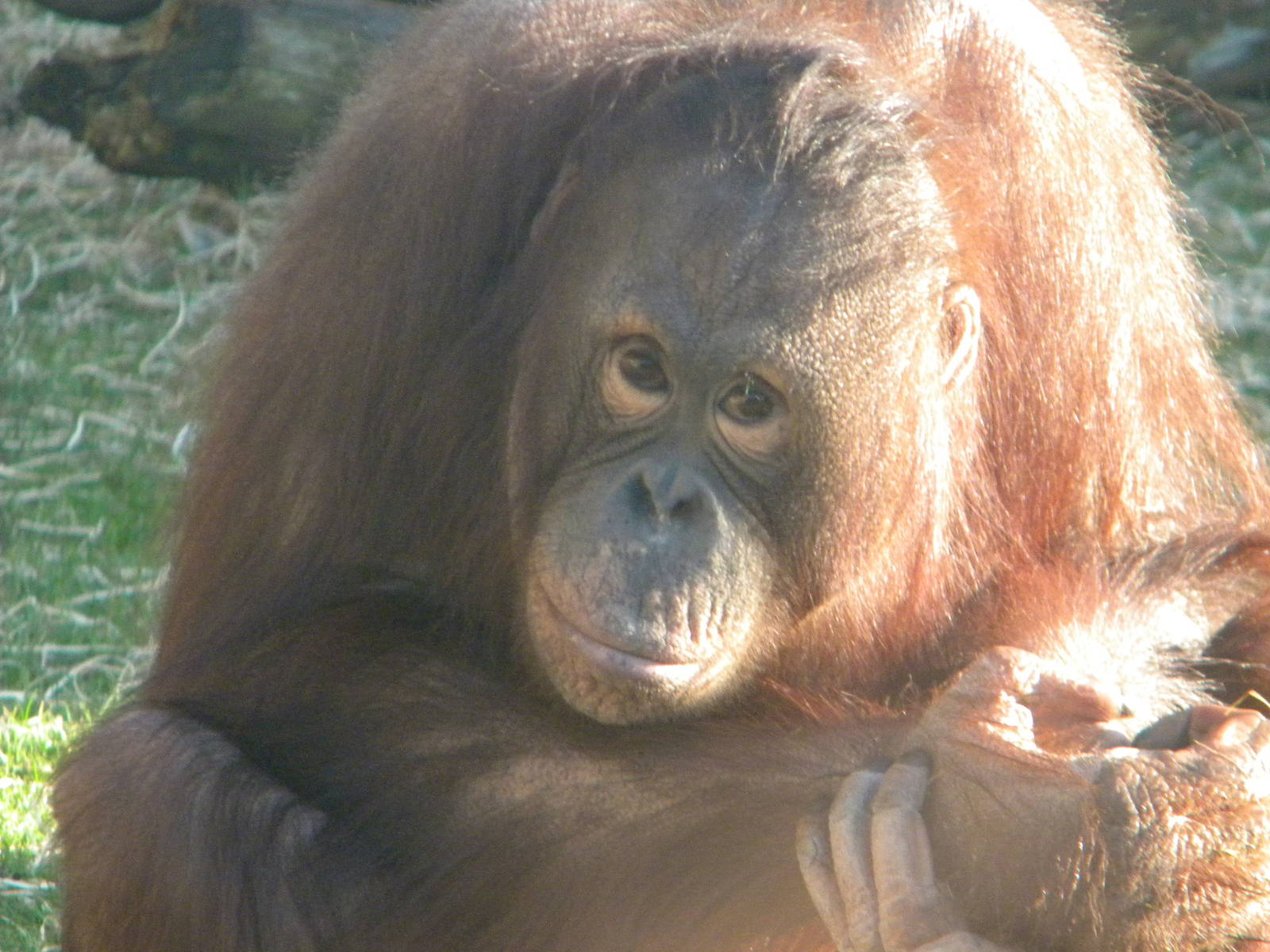 Cherie the Female Bornean Orangutan.