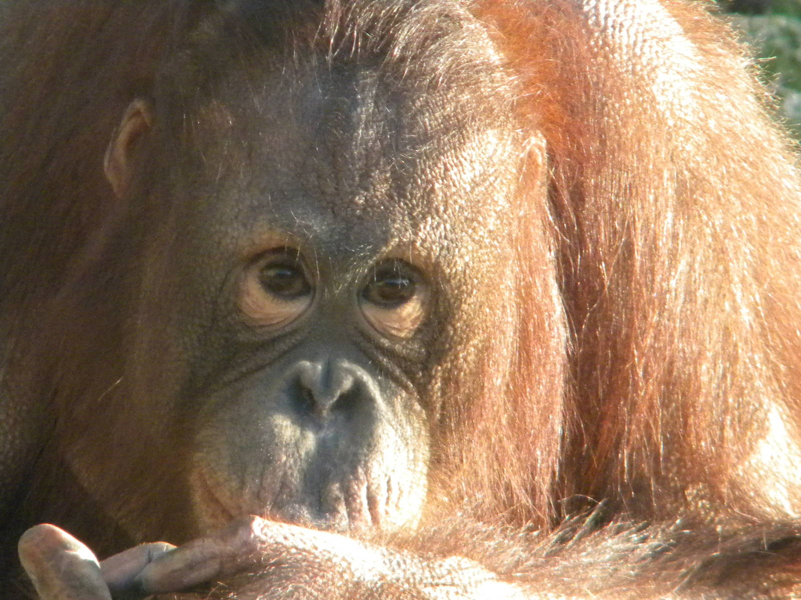 Cherie The Female Bornean Orangutan.